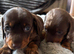Miniature dachshund