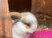 Beautiful Mini Lop Kits