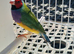Gouldian finch