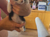 kittens for sale ready on 24th august