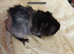 Female and male guinea pigs
