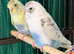 Pair 9 week old baby budgies available bonded