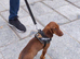 Female dachshund cross cocker spaniel