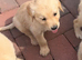 Golden retriever puppies kc registered