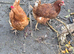 Eggs  laying hens available