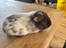 Guinea pigs baby boys