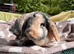 Lop female
