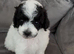 F1b toy maltipoo pups fully health tested parents