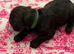Cavapoo/cockapoo puppies