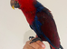 Hand reared eclectus for sale
