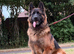 Make German Shepherd Rehome