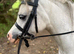 Show quality 11.2  gelding