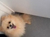 Two years old mini pomeranian