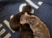Kittens for sale