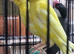 This years canaries