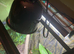 3 Laying Mourning Geckos