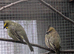 Green cardinals