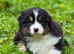 Ch Sired Australian Shepherd Puppy Female