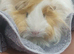 Guineapig