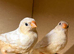 Triple orange zebra finches