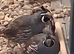 Californian Quail