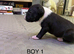 English bull terrier