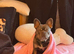 French bulldog, neutered