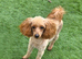Red/Apricot Toy Poodle