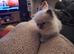 Ragdoll blue point