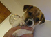 4 jack russell puppies