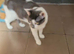 Kitena