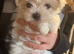one beautiful Tiny Korean boy available