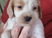 Kc cocker spaniel puppies