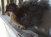 15 Bantam chickens