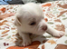 Jug puppies