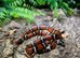 Sinaloan Milk Snakes at Birmingham Reptiles (Male het albino left)