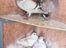 Mix racer pigeon RPRA 2026