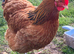 Buff Sussex hatching eggs &pound;3 each