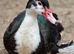 Muscovy drakes