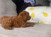 Fox Red Cavapoo Puppy&rsquo;s