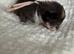 1 amazing kitten left