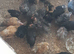 Bantam chickens
