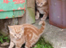 FRIENDLY FARM REARED GINGER KITTENS