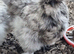 Silkie hatching eggs