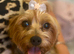 Pure yorkshire terrier