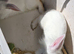 X2 WHITE RABBITS