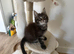 Stunning male full Maine Coon ready now