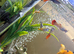 Tropical fish plus tank