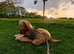 1 year old English spaniel