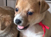 Jackrussel puppies to reserve